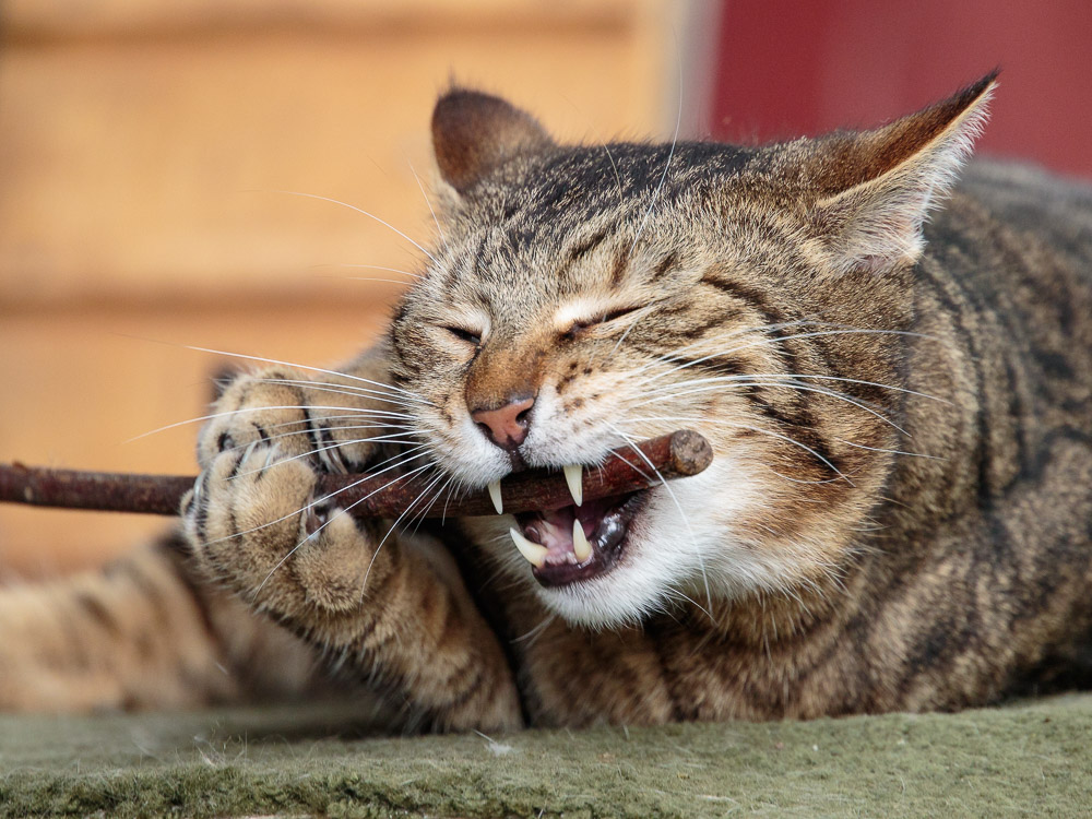 Joschi kaut ganz genüsslich auf einem Stöckchen herum.