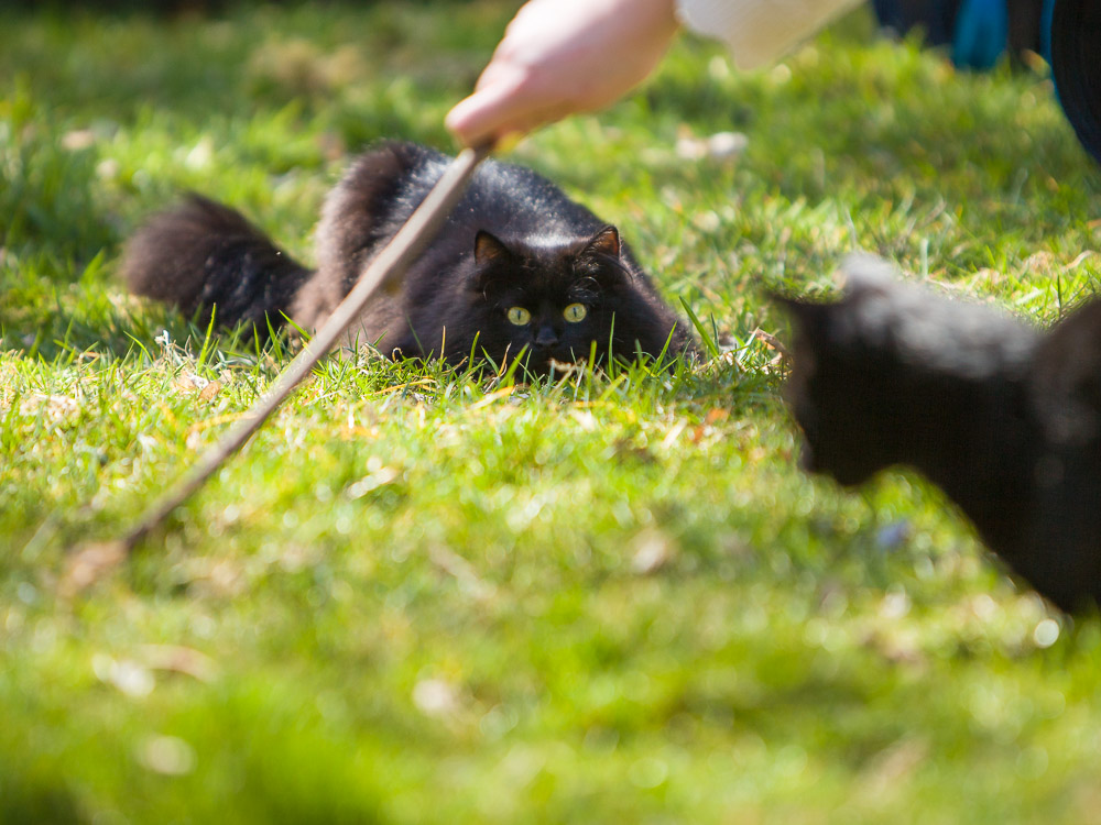 Rocco rennt hinter einem Stöckchen her und Svenja lauert im Hintergrund