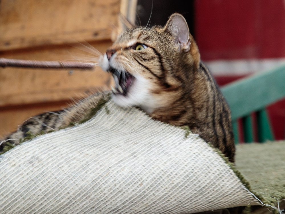 Joschi schnappt mit weit aufgerissenen Augen nach einem Stöckchen.