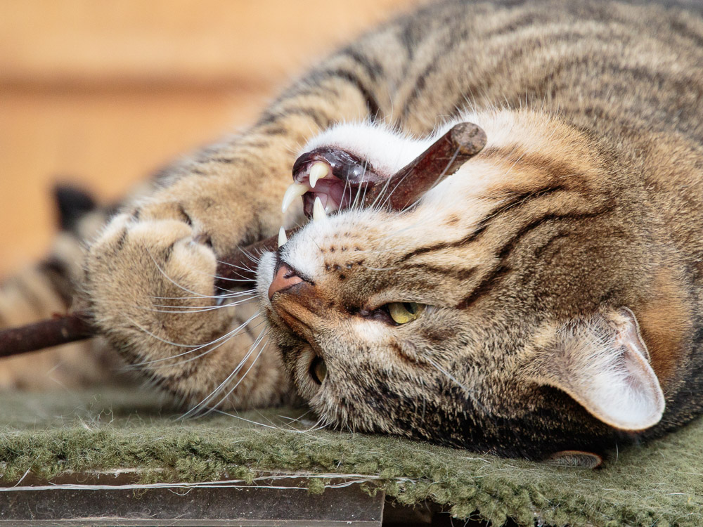 Joschi liegt auf dem Rücken und kaut ganz genüsslich auf einem Stöckchen herum.