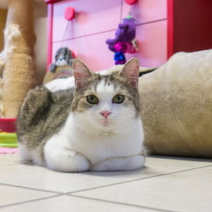 Linus