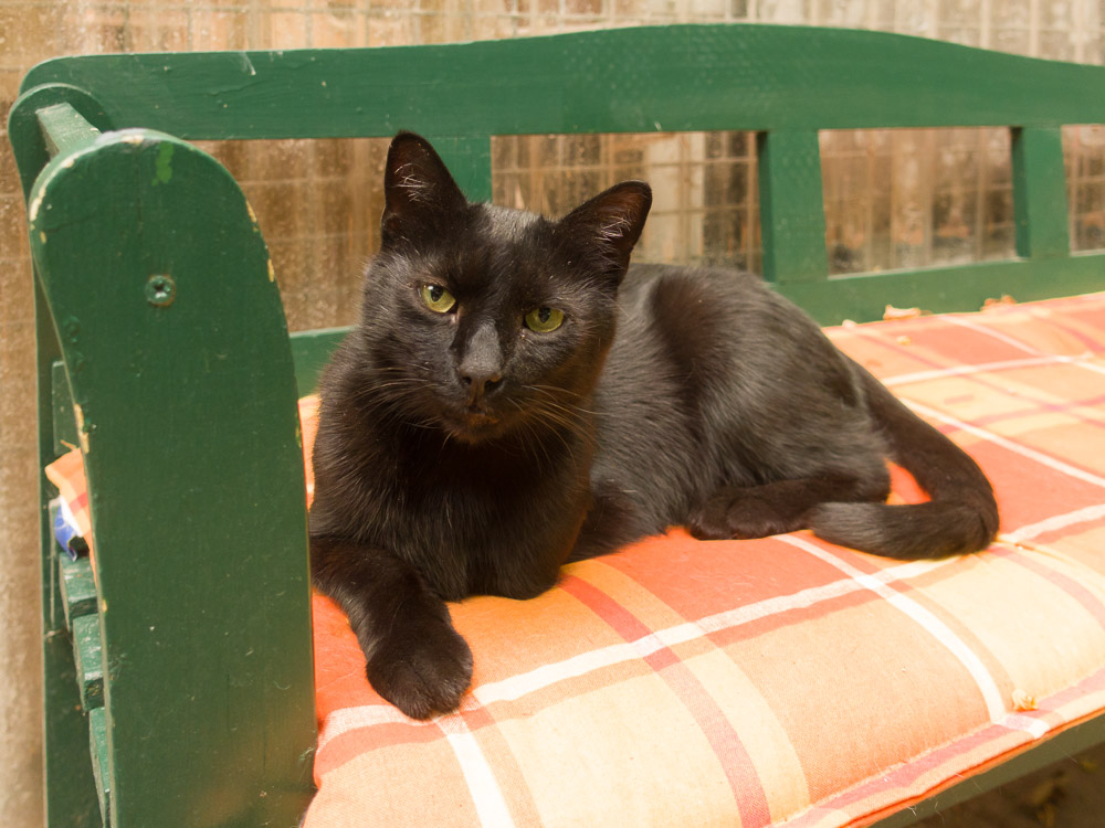 Eine schwarze Katze liegt auf einer grünen Bank