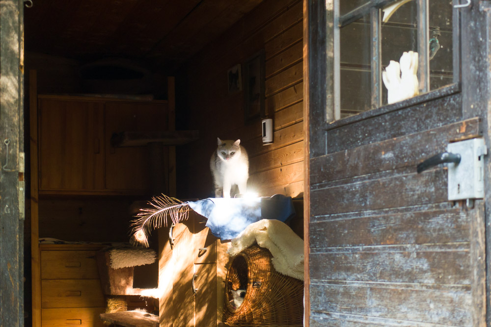 Maxi steht auf einer Kommode im Gartenhaus und wird von der Sonne angestrahlt