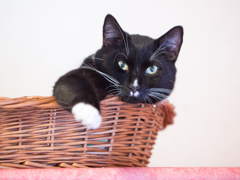 Benny liegt lässig im Korb