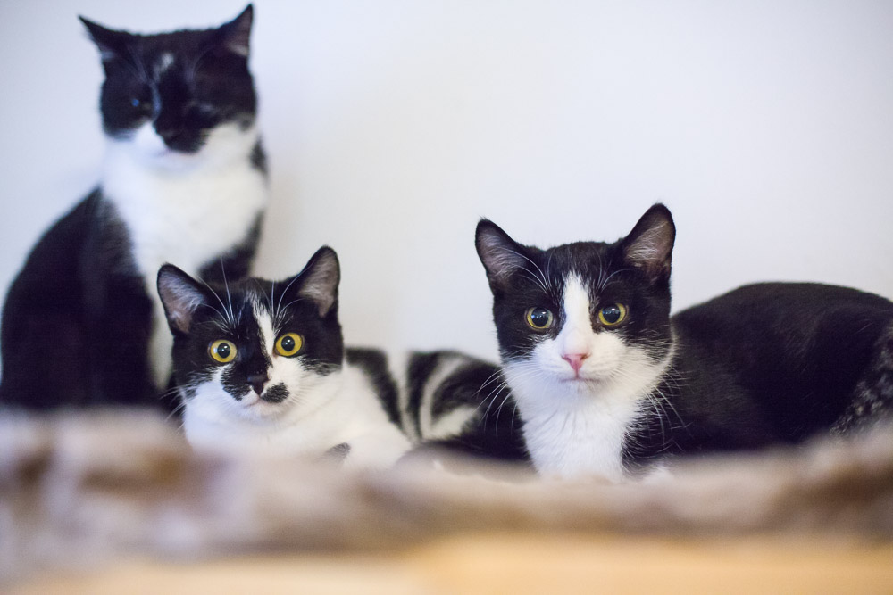 drei Katzen sitzen bzw. liegen auf einem Schrank und schauen ganz gebannt