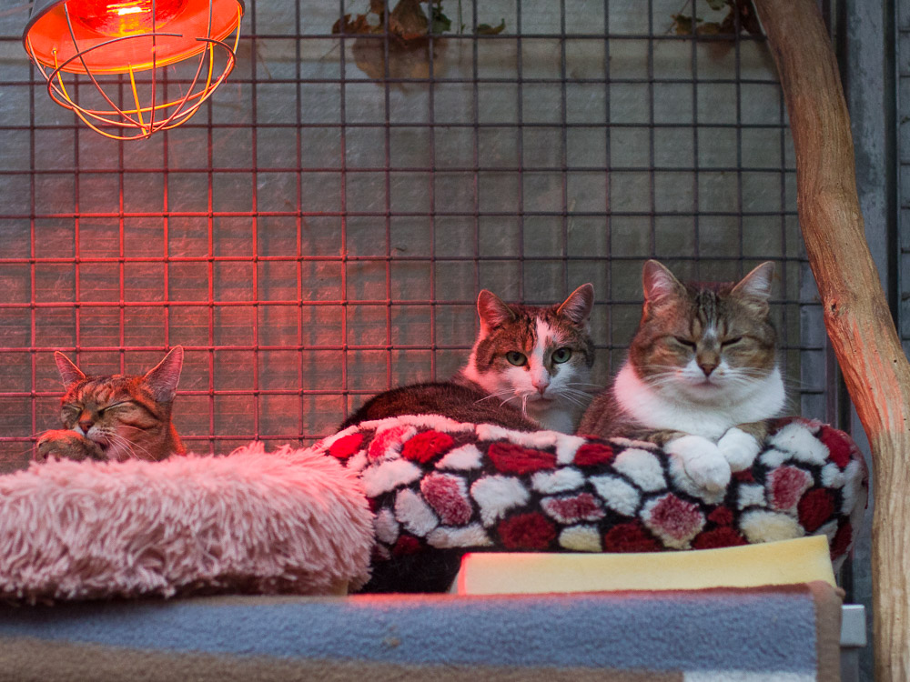 Sunny, Micky und Svenja haben es sich im überdachten Außenbereich gemütlich gemacht.