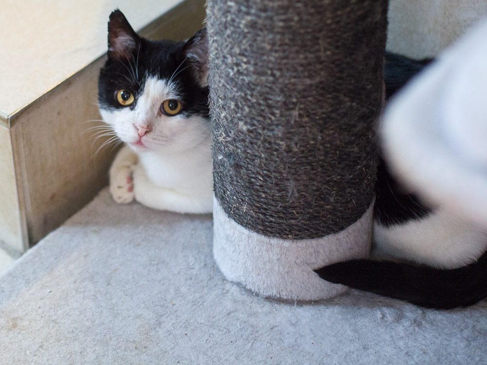 Nuri liegt in einer Ecke hinter einem Kratzbaum