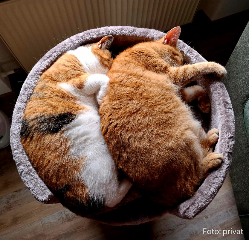 Zwei Katzen liegen eng aneinander gekuschelt in einem runden Katzenbett