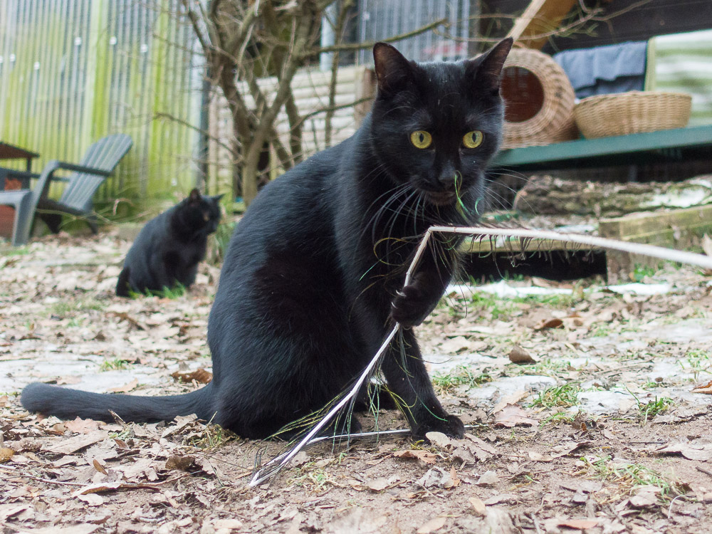 Nikki spielt mit einer Feder