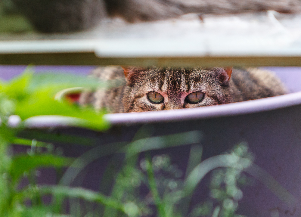 Eine getigerte Katze beobachtet aus einem Versteck heraus das Geschehen.