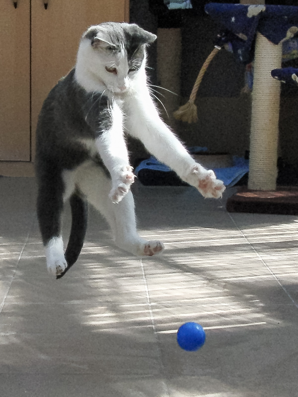 Eine grau-weiße Katze versucht im Sprung einen blauen Ball zu fangen. Alle vier Pfoten sind in der Luft.