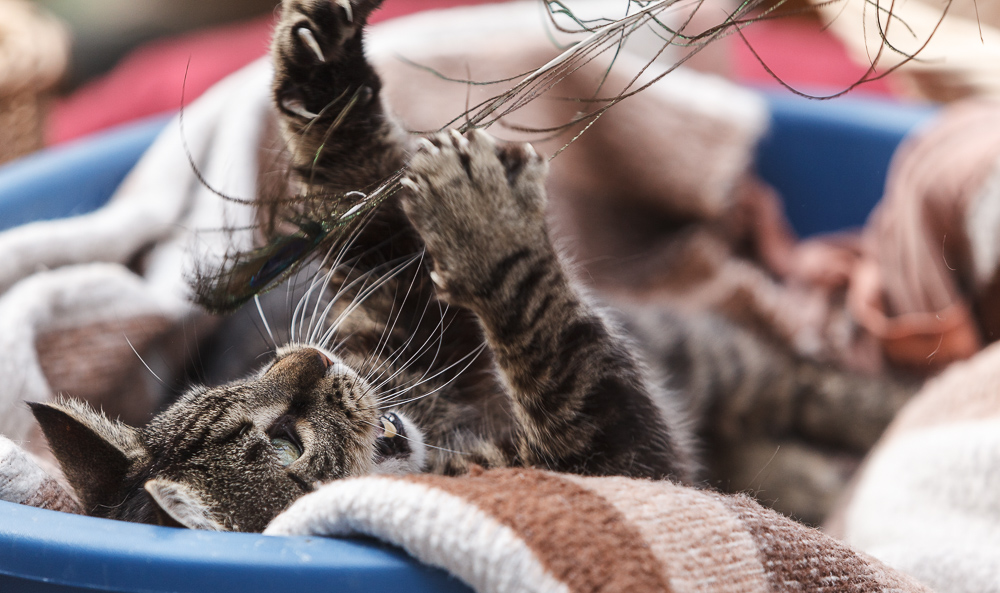 Eine getigerte Katze liegt auf dem Rücken, hat die Krallen ausgefahren und greift nach einem Katzenspielzeug.