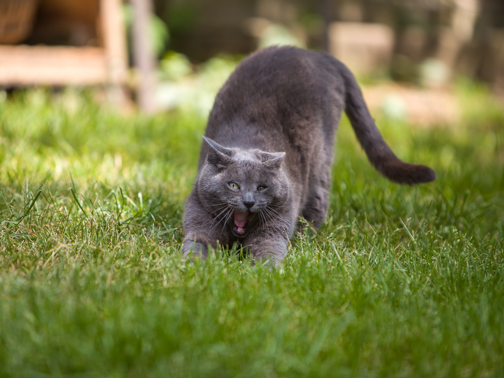 Eine graue Katze steht in der Wiese, streckt sich und gähnt dabei.