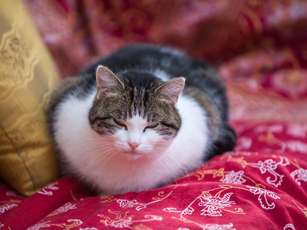 Eine getigert-weiße Katze liegt auf einem Sofa und döst. Ihre Augen sind geschlossen.