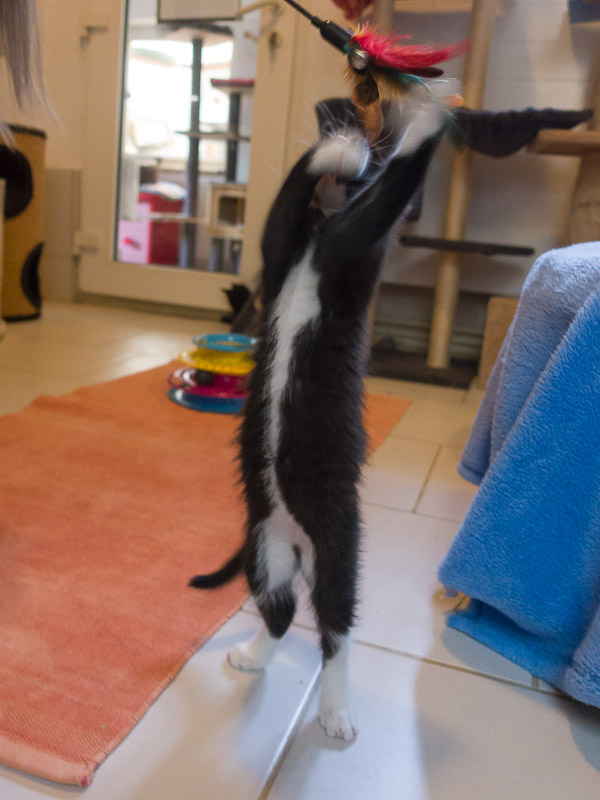 Balou steht ganz gestreckt da und versucht mit den Vorderpfoten den Puschel der Spielangel zu erwischen. Dabei sieht man seine weiß abgesetzten Pfoten und seinen weißen Bauch