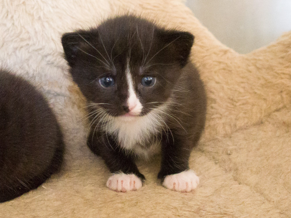Balou als Baby im Alter von drei Wochen