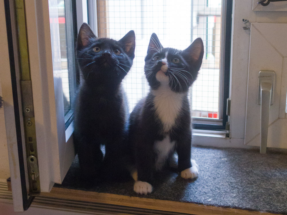 Bobby und Balou im Porträt