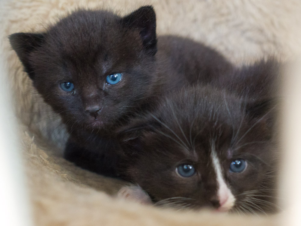 Bobby und Balou liegen aneinander gekuschelt auf einer Decke