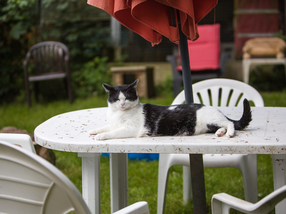 Johnny liegt mitten auf einem Tisch im Garten.