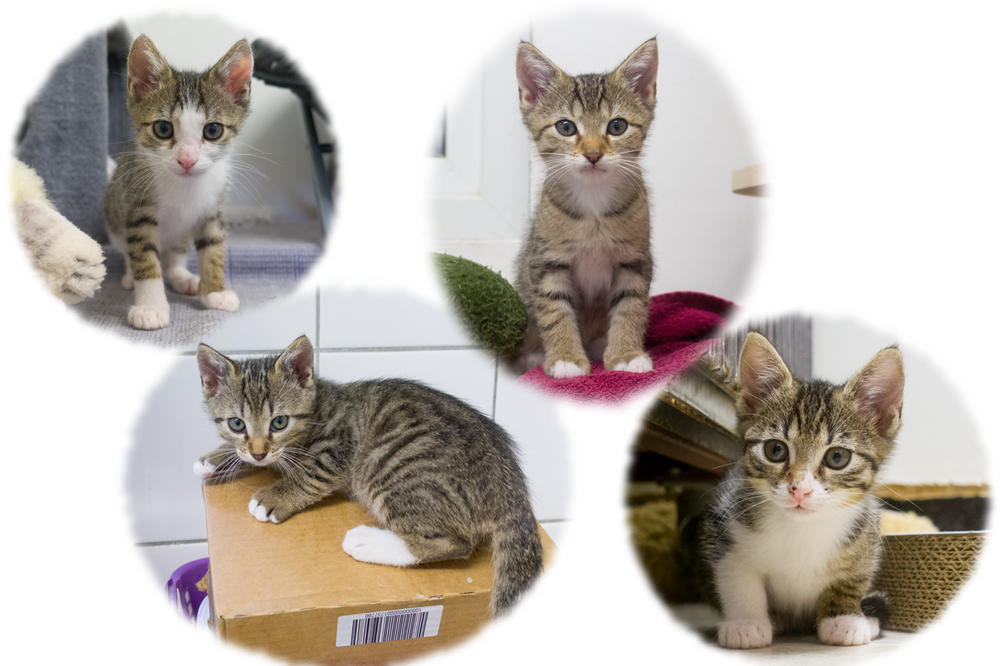 Porträts der Kitten von Ayse