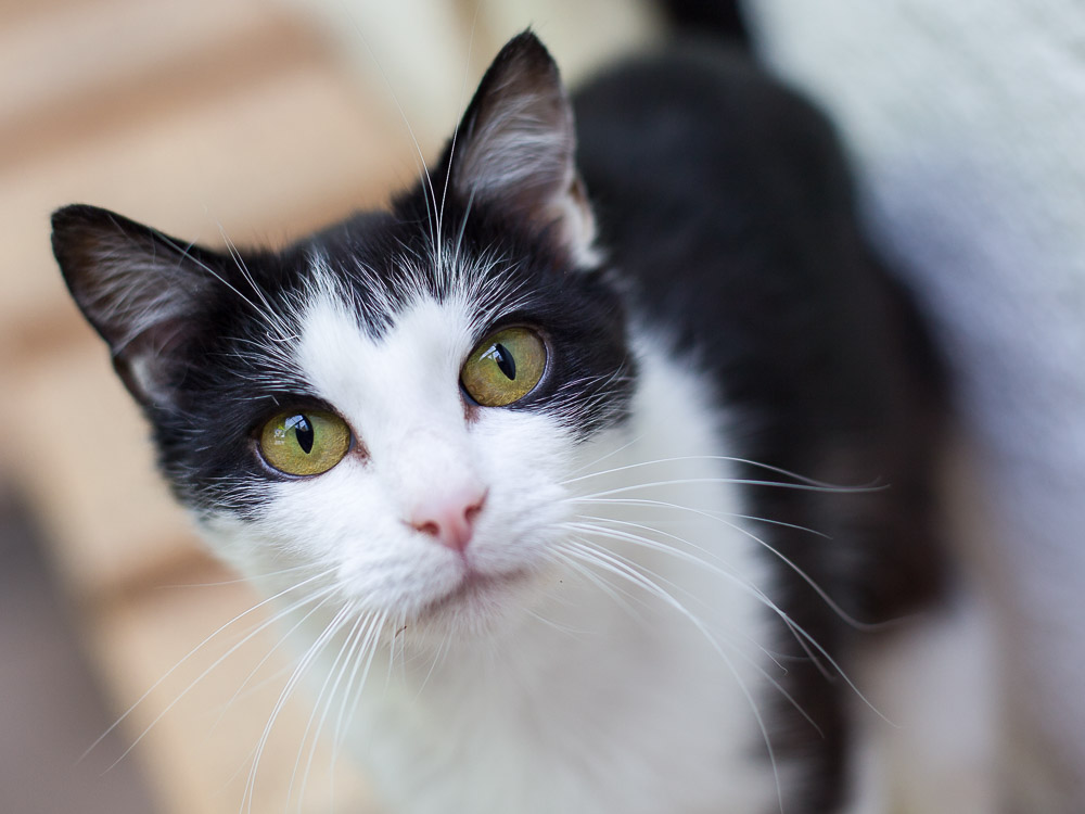 Porträt von Lillifee