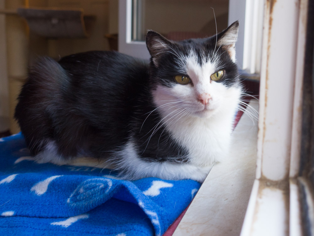 Lillifee sitzt am Fenster