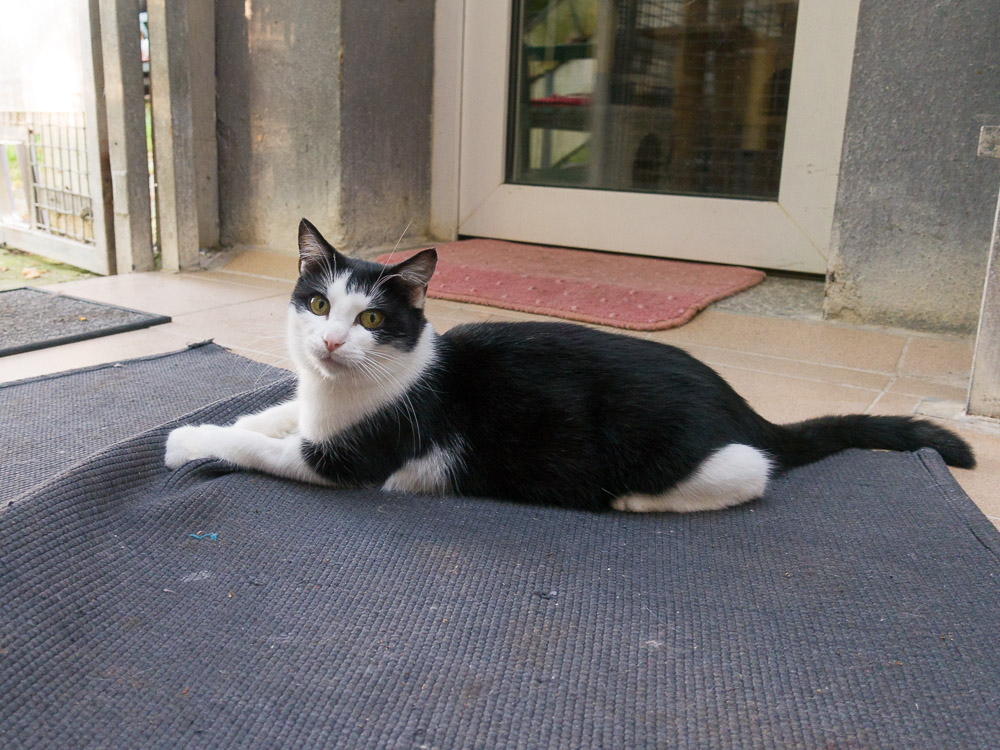 Lillifee liegt im Wintergarten, vor der Türe zum Garten