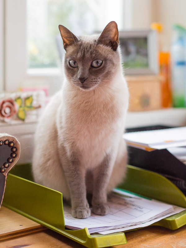 Minou sitzt im Büro auf einer Ablage für Papier