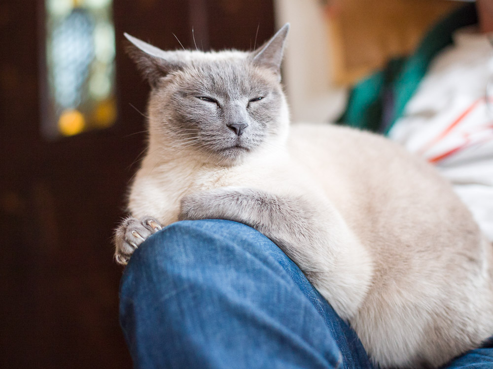 Minou sitzt auf dem Schoß, hat die Augen geschlossen und die Krallen zum Milchtreten ausgefahren