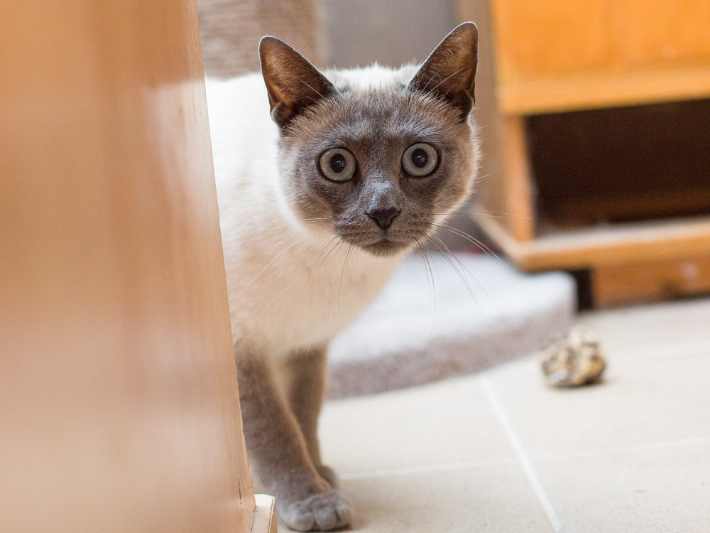 Minou steht da und schaut mit großen Augen.