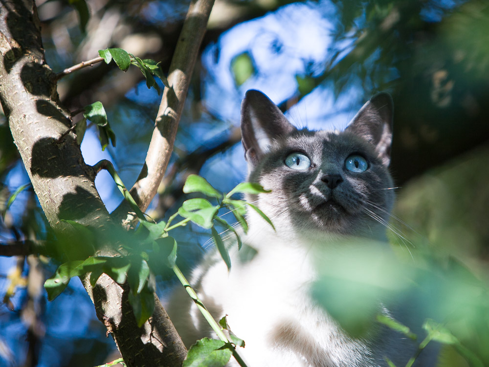 Minou sitzt im Baum