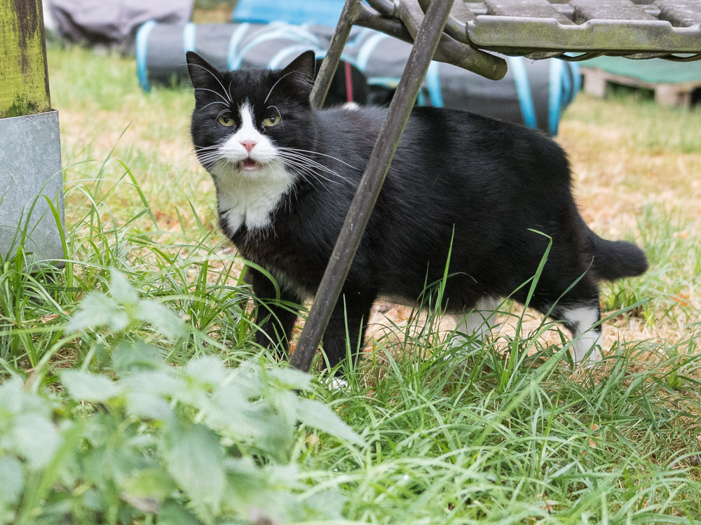 Mona im Garten