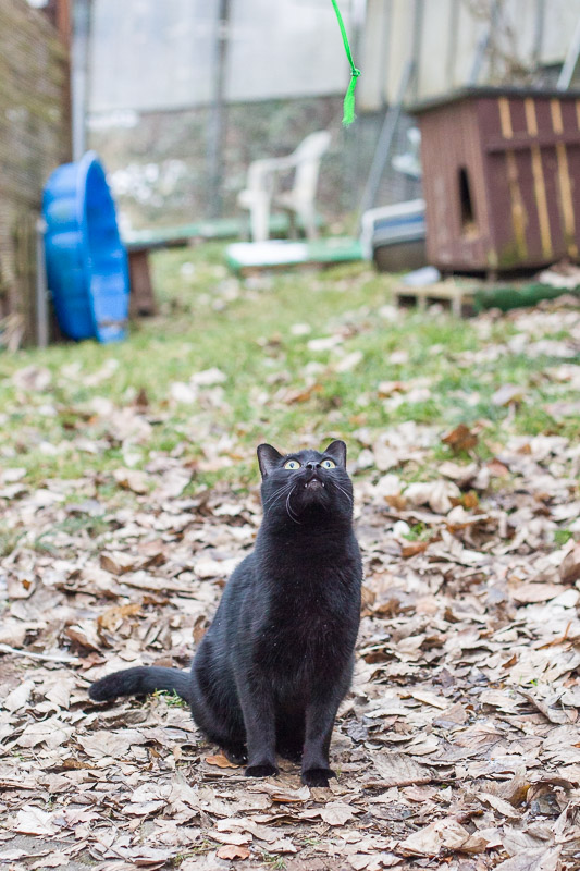 Nikki schaut ganz gebannt nach oben zu einem Seil, das in die Luft gehalten wird.