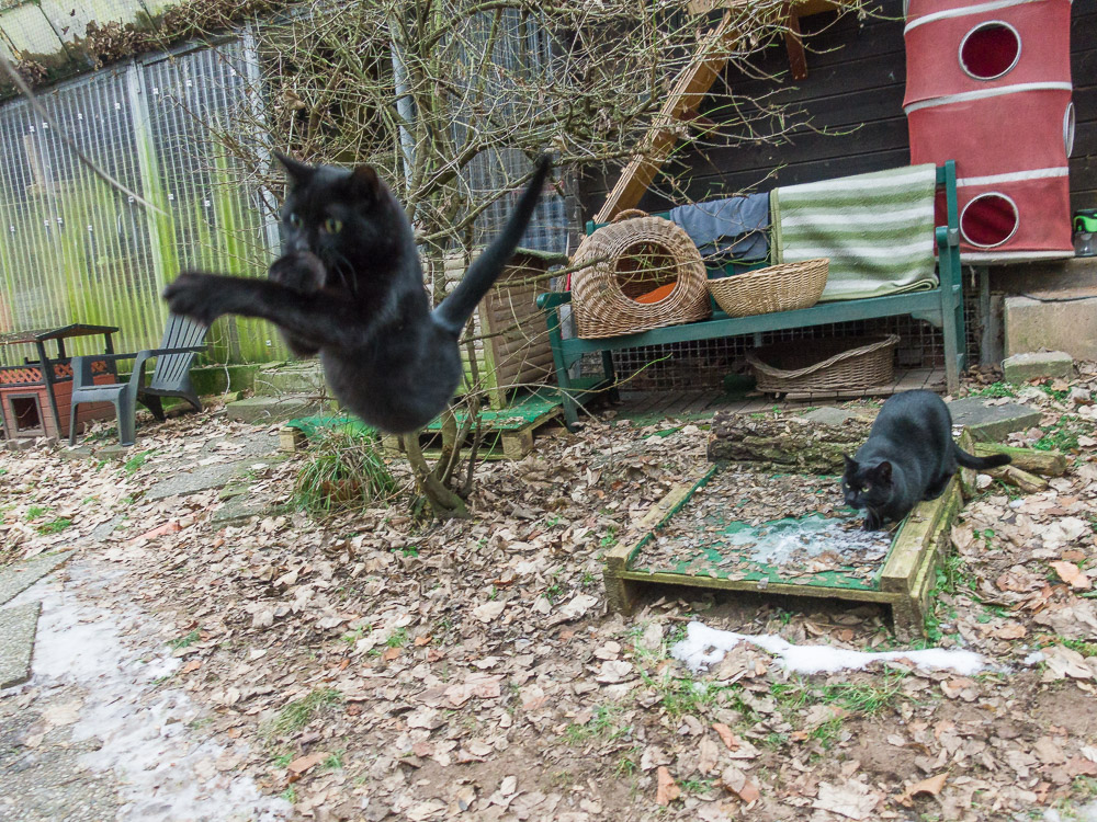 Nikki "fliegt" mit überkreuzten Vorderpfoten einer Feder an einer Angel hinterher.