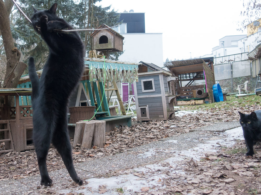Nikki steht auf seinen zwei Hinterbeinen und hält mit seinen Vorderpfoten die erbeutete Feder fest.