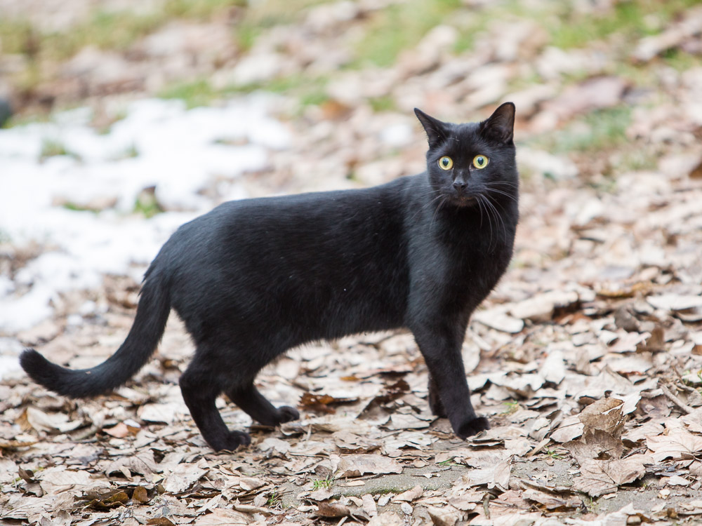 Nikki steht im Garten und schaut ganz interessiert.